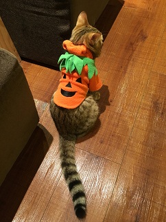 ハロウィン猫.jpg