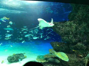 水族館写真②.jpg