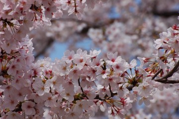 turuma-sakura019[1]