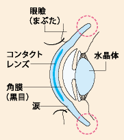 コンタクト・眼イラスト.png