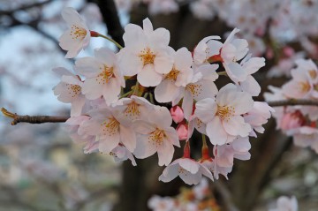 sakura