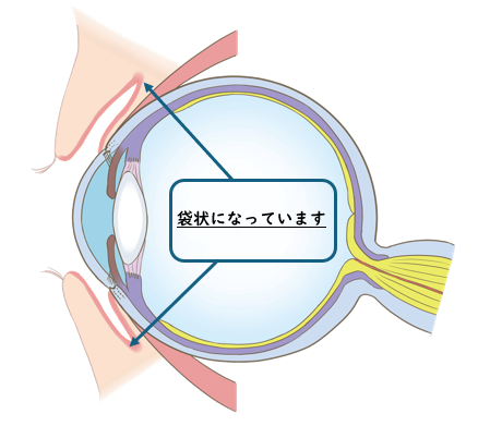目の構造.png