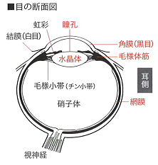 目の断面図.png