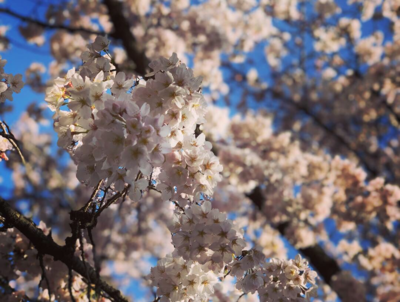 桜①.png