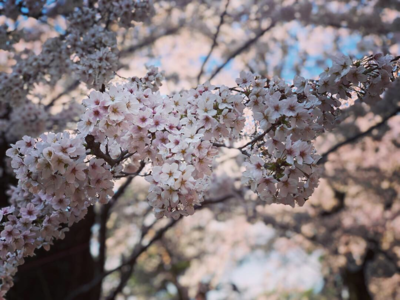 桜②.png