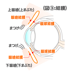 円蓋部.gif