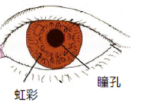 瞳孔、虹彩.png