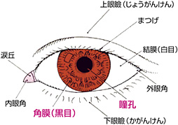 目の名称について Menicon Miru 広島駅前店 コンタクトレンズ販売店のメニコンショップナビ