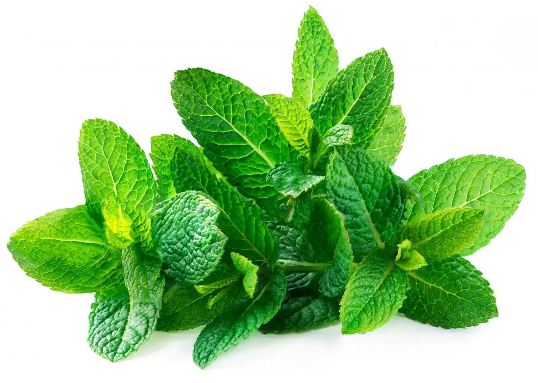 a-bunch-of-spearmint-leaves.webp