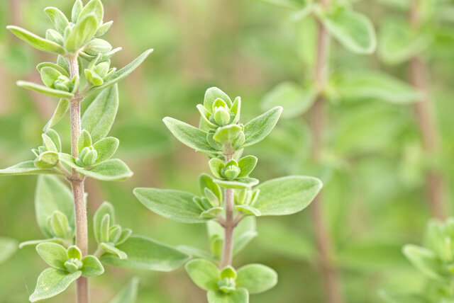 marjoram-1.jpg