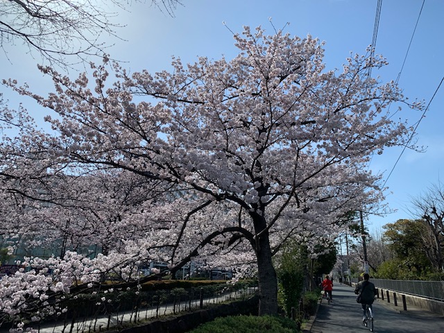 大谷田の桜_1940.jpg