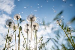 zapculture-dandelion-9568531_1280.jpg
