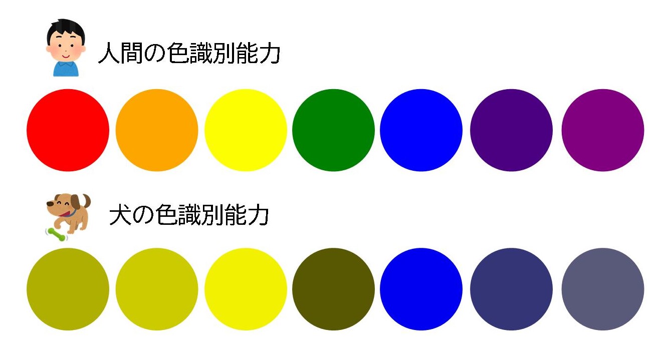犬 色 の 識別