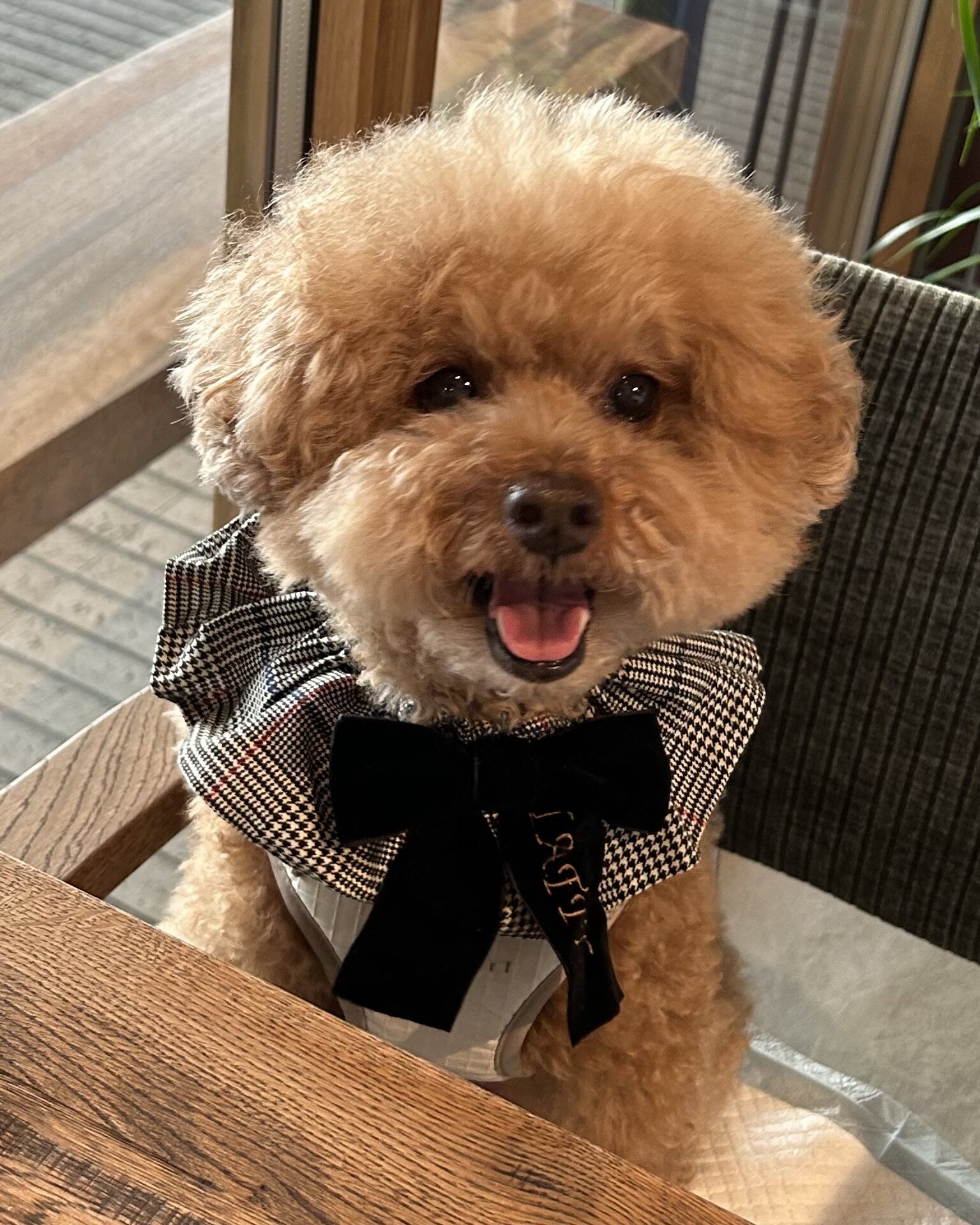 犬image0.jpeg