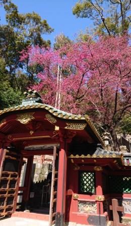 東照宮桜.JPG