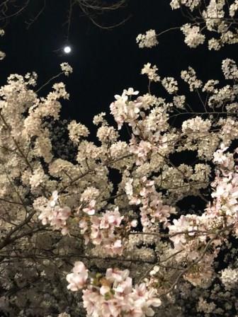 桜と月.jpg