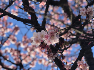 熱海桜.png