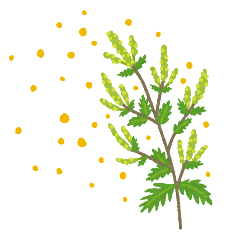 ブタクサ花粉.png