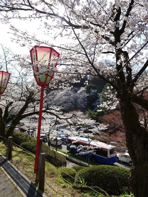 兼六園さくら提灯.JPGのサムネイル画像