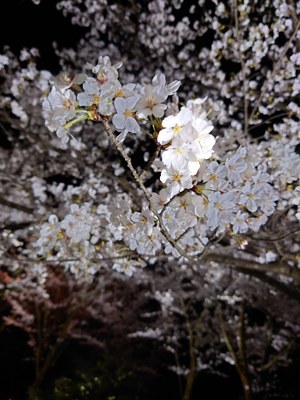 夜桜②.JPGのサムネイル画像