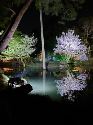 夜桜.JPGのサムネイル画像