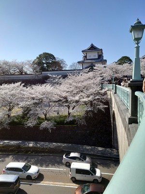 金沢城と桜.JPGのサムネイル画像