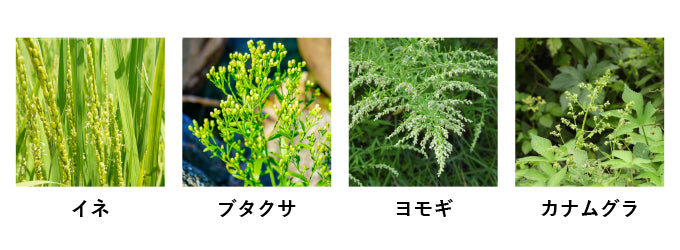 秋花粉.jpg