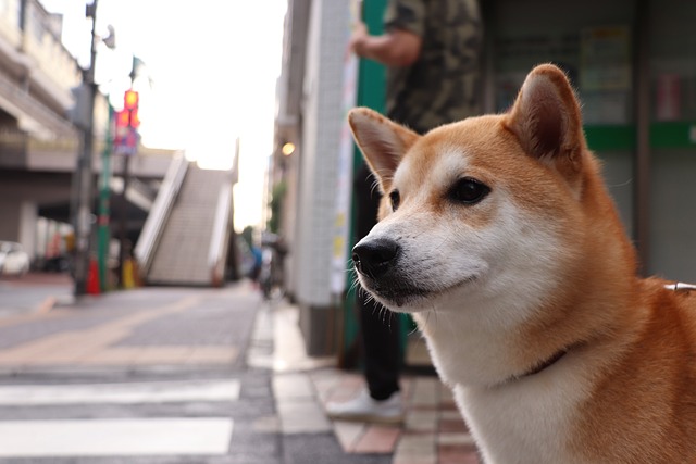 shiba-inu-ga8624f9d5_640.jpg