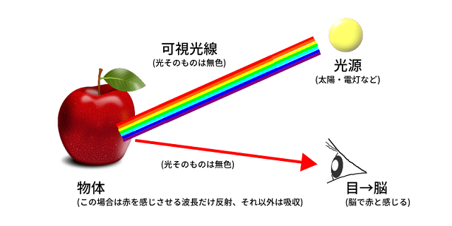 光干渉断層計はどのように機能するのでしょうか?