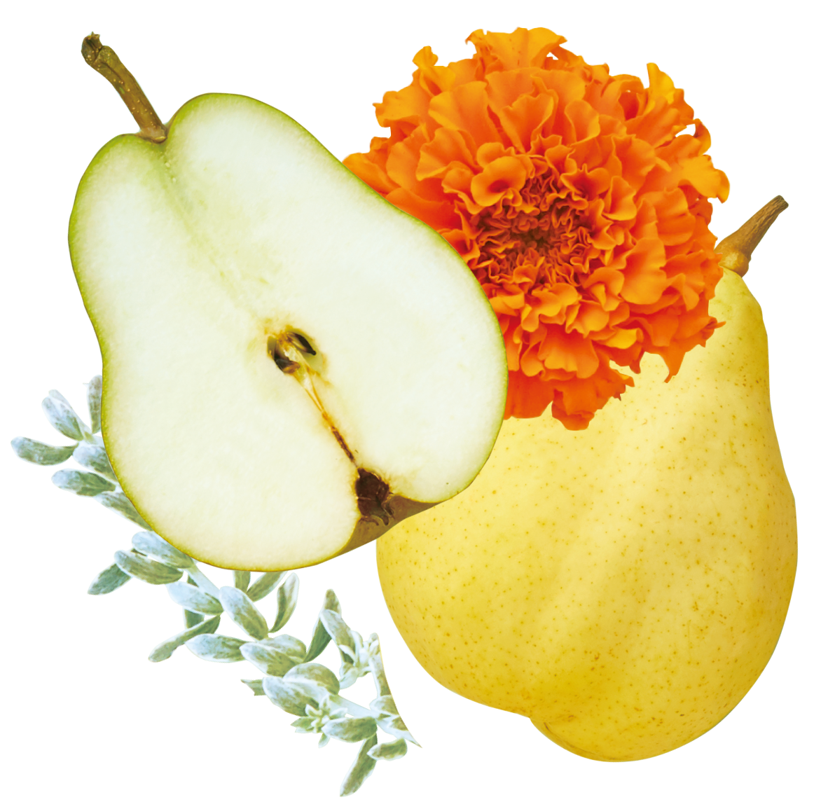 fruttie_parts_HoneyPear.png