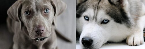 青目犬.jpg