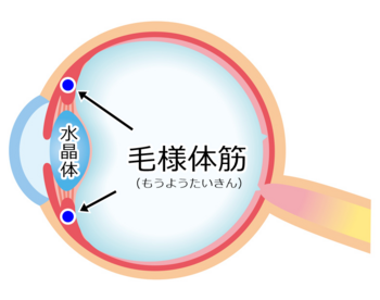 毛様体筋.png