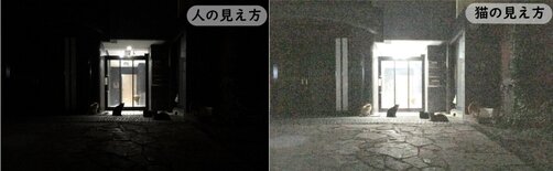 猫の夜目.jpg