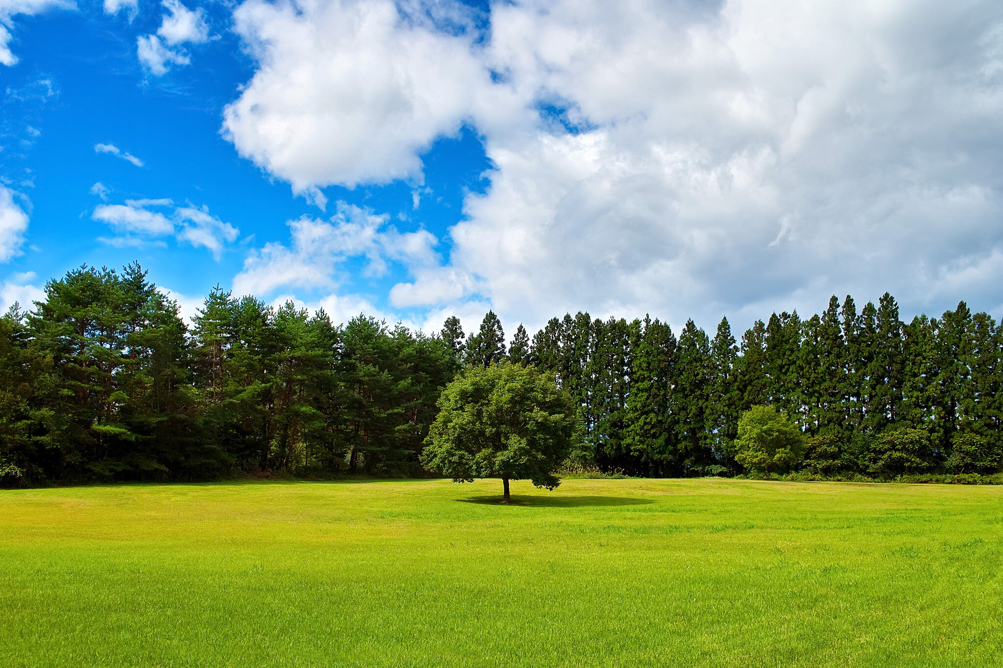 tree-woods_00003.jpg